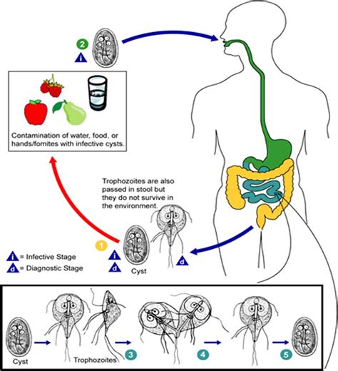 Giardia Lamblia Life Cycle Diseases Lab Diagnosis Microbe Online