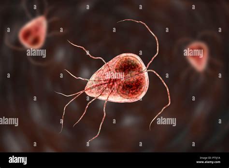 Giardia Lamblia Parasitkliniken