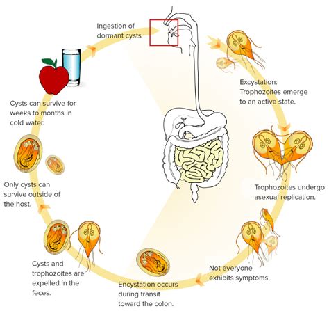 Giardiasis Giardia Lamblia Giardia Intestinalis