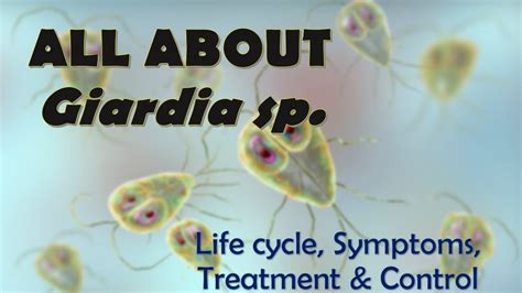 Giardiasis Morphology Life Cycle Symptoms Treatment And Control Methods