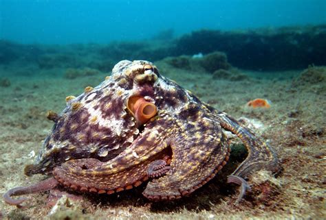 Gloomy Octopus Octopus Tetricus Common Sydney Octopus In Sydney