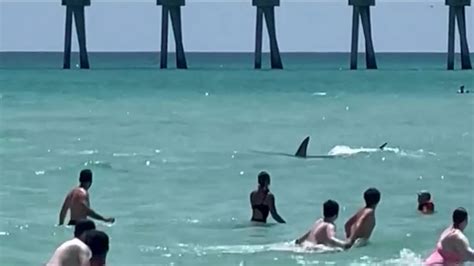 Good God People Shark Sends Beachgoers Running For Shore Cnn