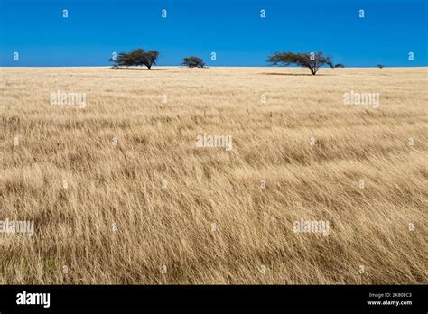 Grassy Coastal Plains Of South Point Park Hawaii Near Southernmost Tip