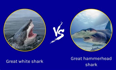 Great Hammerhead Shark Vs Great White Shark Az Animals