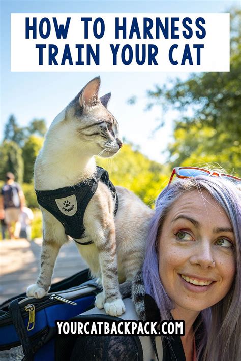 Great Tips For Getting Started With Training Your Cat Or Kitten To Wear