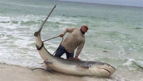 Great White Among Sharks Caught From Florida Panhandle Beaches