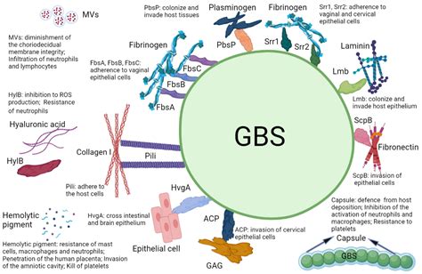 Group B Streptococcus Examples Watertree Health Card What Is Group