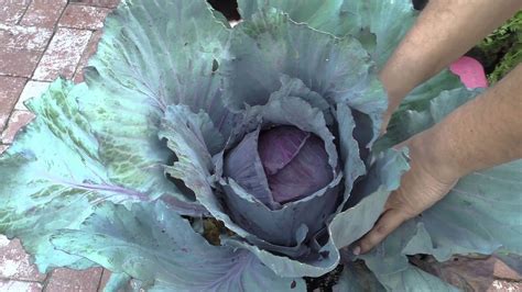 Growing Red Cabbage How To Grow Plant Red Cabbage Plant Instructions