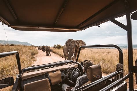 Guided Game Drives Experiences Wild Safari Guide