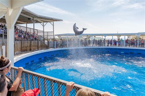 Gulfarium Marine Adventure Park Aquarium Fort Walton Beach