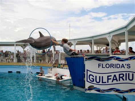 Gulfarium Marine Adventure Park Destin Florida Attractionsdestin Florida Attractions