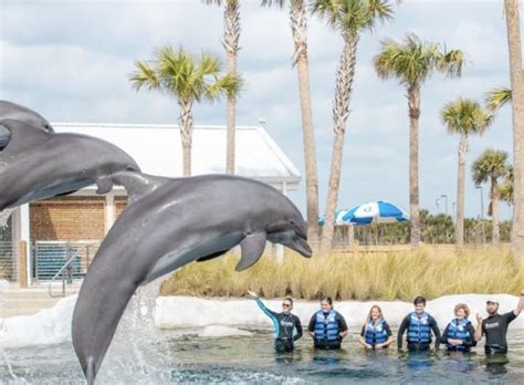 Gulfarium Marine Adventure Park Fort Walton Beach Fl Hours Address