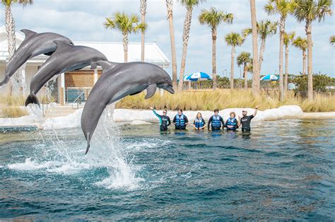 Gulfarium Marine Adventure Park Unveils Dolphin Oasis In A Grand