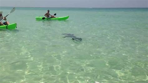 Hammerhead Shark At Miramar Beach In Destin Fl 8 5 2013 Youtube