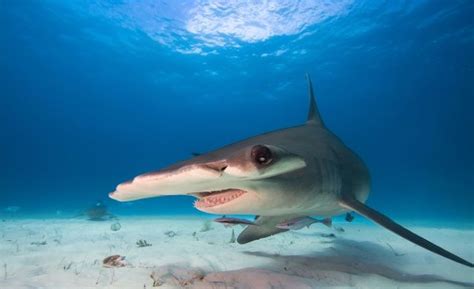 Hammerhead Shark Attacks Destin Florida Swimmers Awesome Time Wasters