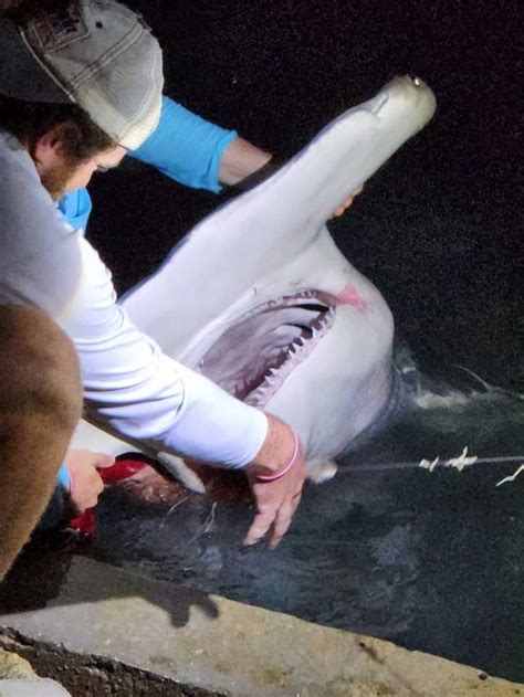 Hammerhead Shark In Destin Fl R Absoluteunits