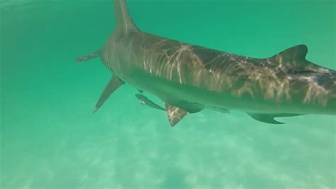 Hammerhead Shark In Destin Florida Youtube