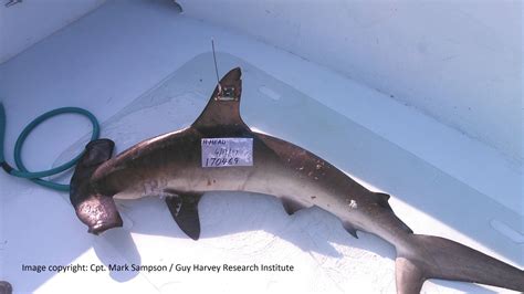 Hammerhead Shark Tracking Sharks