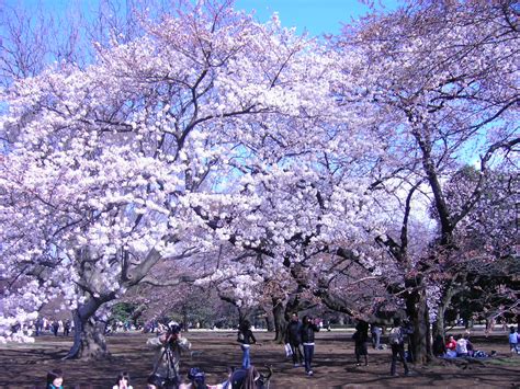 Hanami Japan Travel Checklist Japan Travel Tips 1000 Travel Tips