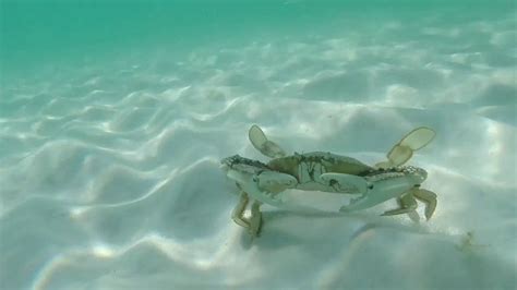 Harassing The Sand Crabs In Destin Florida Youtube