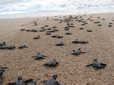 Hatching Nesting Swimming Ultimate Guide To Turtle Travel In Qld