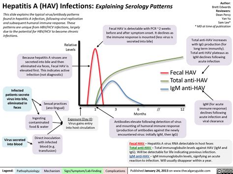 Hav Serology Calgary Guide