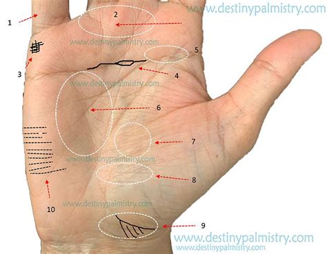 Health From The Palm Of Your Hand Destiny Palmistry Hand Palm Palm