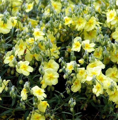 Helianthemum Amp 39 Wisley Primrose Amp 39 Farmyard Nurseries