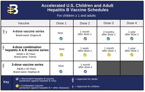 Hepatitis B Foundation Hepatitis B Vaccine Schedules