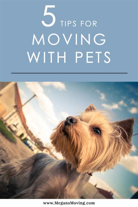 Here Are 5 Tips For Moving With Pets Megan Amp 39 S Moving