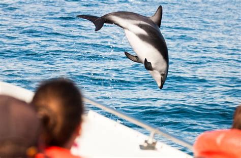 Highest Rated Sunset Dolphin Cruises In Panama City Beach Always On