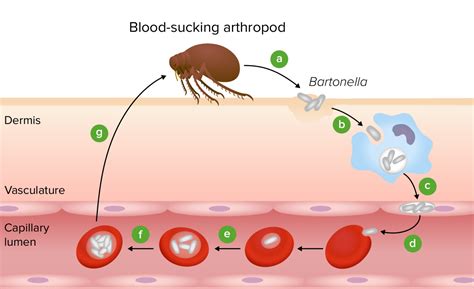 Bartonella Henselae Travel Methods