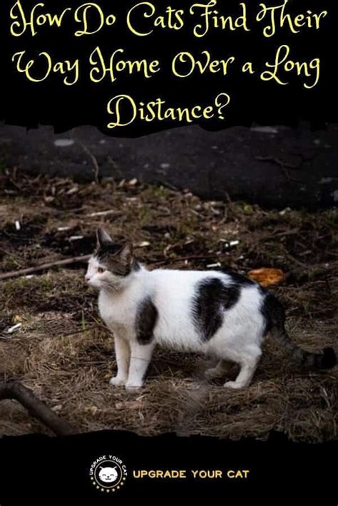 How Do Cats Find Their Way Home Over A Long Distance