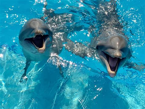 How Do I Swim With Dolphins In Cancun Dolphin Discovery