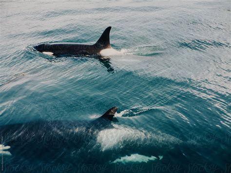 5 Ways Orcas Travel