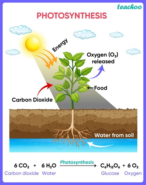 How Do Plants Process Nutrients