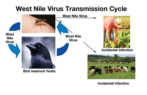 5 Ways West Nile Virus Travels