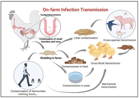 5 Ways Campylobacter Jejuni Travels