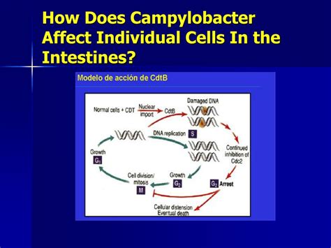 5 Ways Campylobacter Jejuni Travels