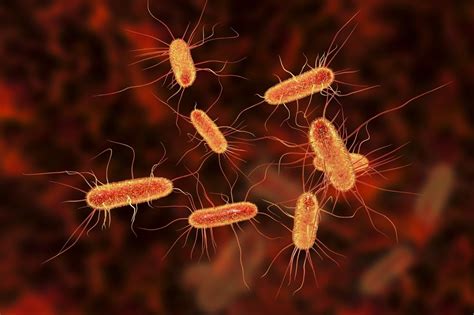 5 Ways E Coli Travels