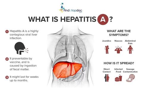 Hepatitis A Virus Travel Methods