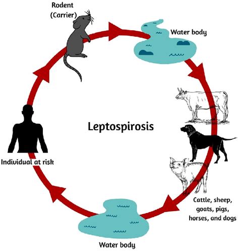 5 Ways Leptospirosis Spreads