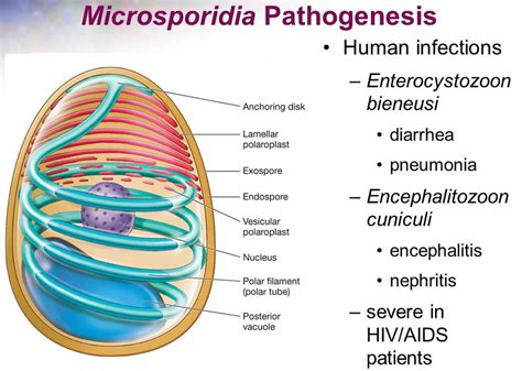 Microsporidia Travel Methods