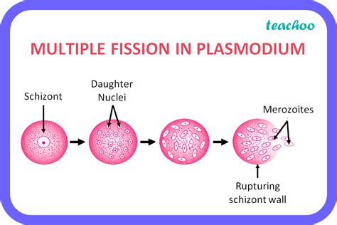 5 Ways Plasmodium Travels