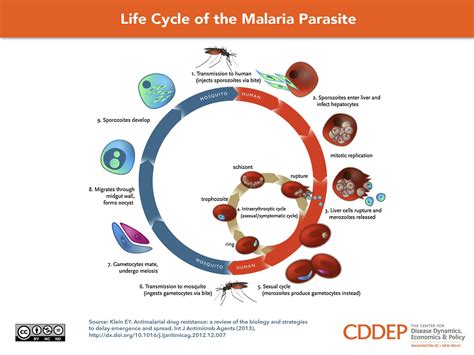 Plasmodium Travel Methods