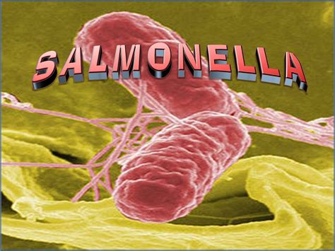 5 Ways Salmonella Travels