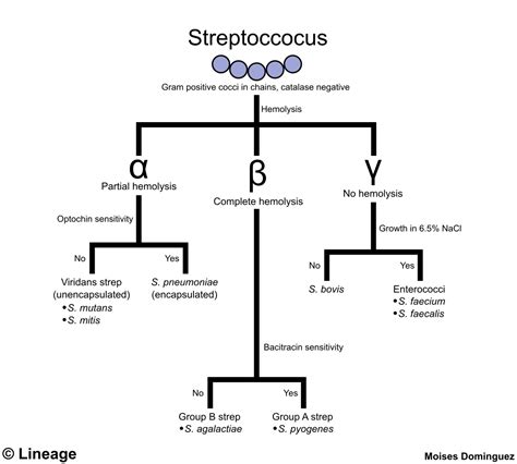 Streptococcus Group B Travel Methods