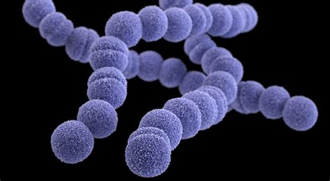 Streptococcus Travel Methods