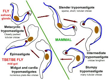 Trypanosoma Brucei Travel Mechanism