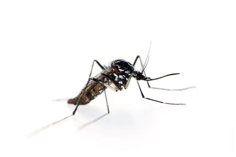 Mosquitoes Travel Far Distances